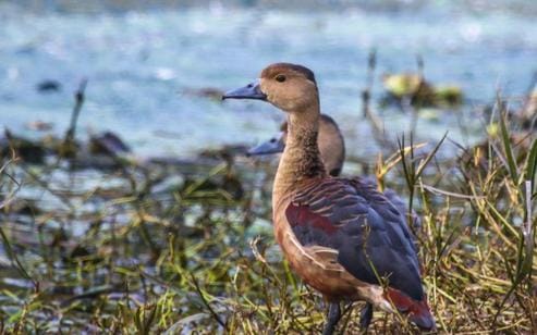 Dudhwa reservoir is buzzing with the chirping of migratory birds