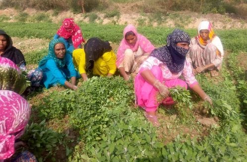 Lakhs of rupees worth of profit from Bathua cultivation, green gold being sold in minutes