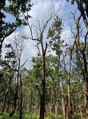 अमरकंटक के जंगल में साल बोरर से प्रभावित वृक्ष।