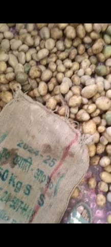 Government potato seeds found to be substandard, farmer complains