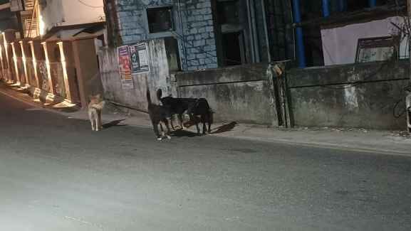 Only 13 people in five municipal bodies registered their pet dogs.