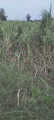 Elephants wreak havoc in sugarcane fields