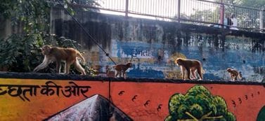 Even after the accidents, no arrangements are being made to catch the monkeys.