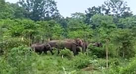 A herd of elephants entered Mandla from the Dindori and Chhattisgarh border