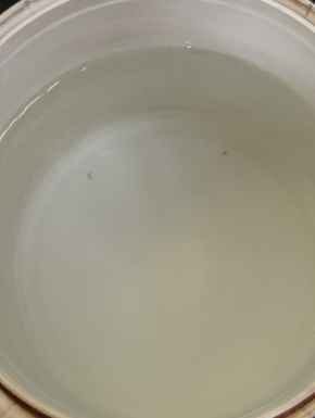 Insects coming out of the tank