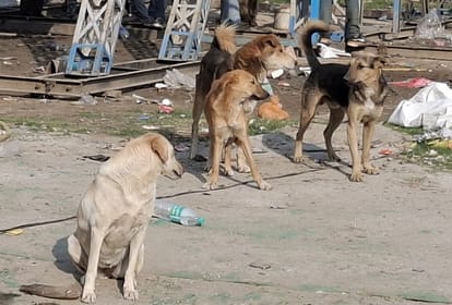 dogs mauled 7-year-old girl to death In Lucknow her mother cried out after seeing her blood-soaked body