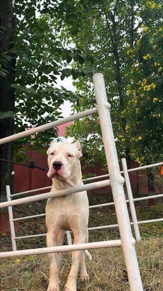 Sultan from Kanpur wins Best of Breed and Indian Champion titles