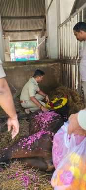 Ujjain Police: Horse 'Naughtyboy' left Ujjain Police, SP gave final farewell