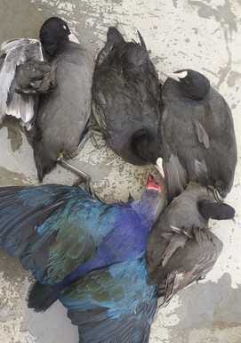 Guest birds coming to the ponds are being hunted.