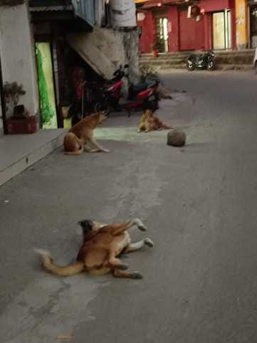 There is no registration of pet dogs in villages, nor vaccination for stray dogs.
