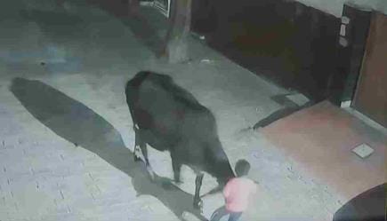 A cow hits a three-and-a-half-year-old boy in Surya Nagar, injuring him.
