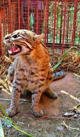 Fishing cat trapped in cage set for leopard