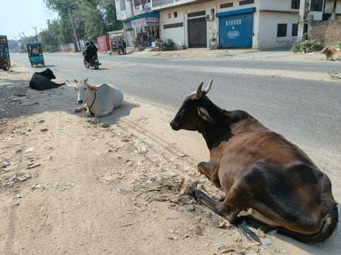 DC issues directives for cow shelters to house cattle, says apply on portal for grants