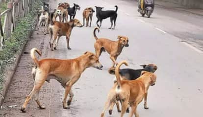 Jammu Kashmir new rule Teachers in kupwara poonch Assigned to Monitor Stray Dogs for Student Safety