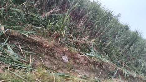 Nepalese elephants trampled acres of sugarcane crop