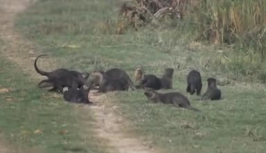 Otters seen in large numbers in Dudhwa for the first time, will be included in the census