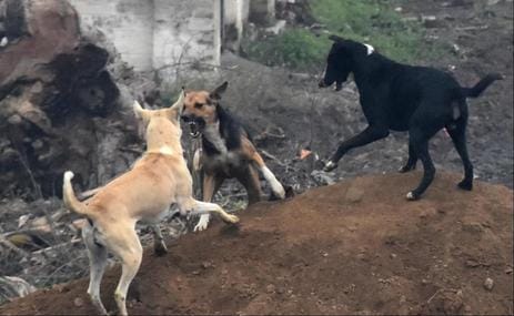 From the district hospital to the bus stand, there is terror of dogs everywhere.