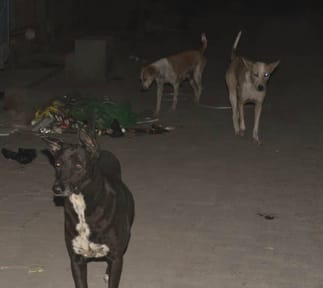 The corporation has a capacity of 330 dogs... there are a lot of dogs in public places.