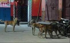 There is no shelter home in the district, gathering of stray dogs in public places