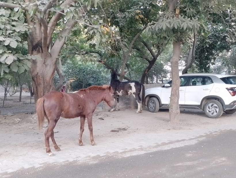Destitute animals are being seen on every road despite claims of sending them to cow shelters.