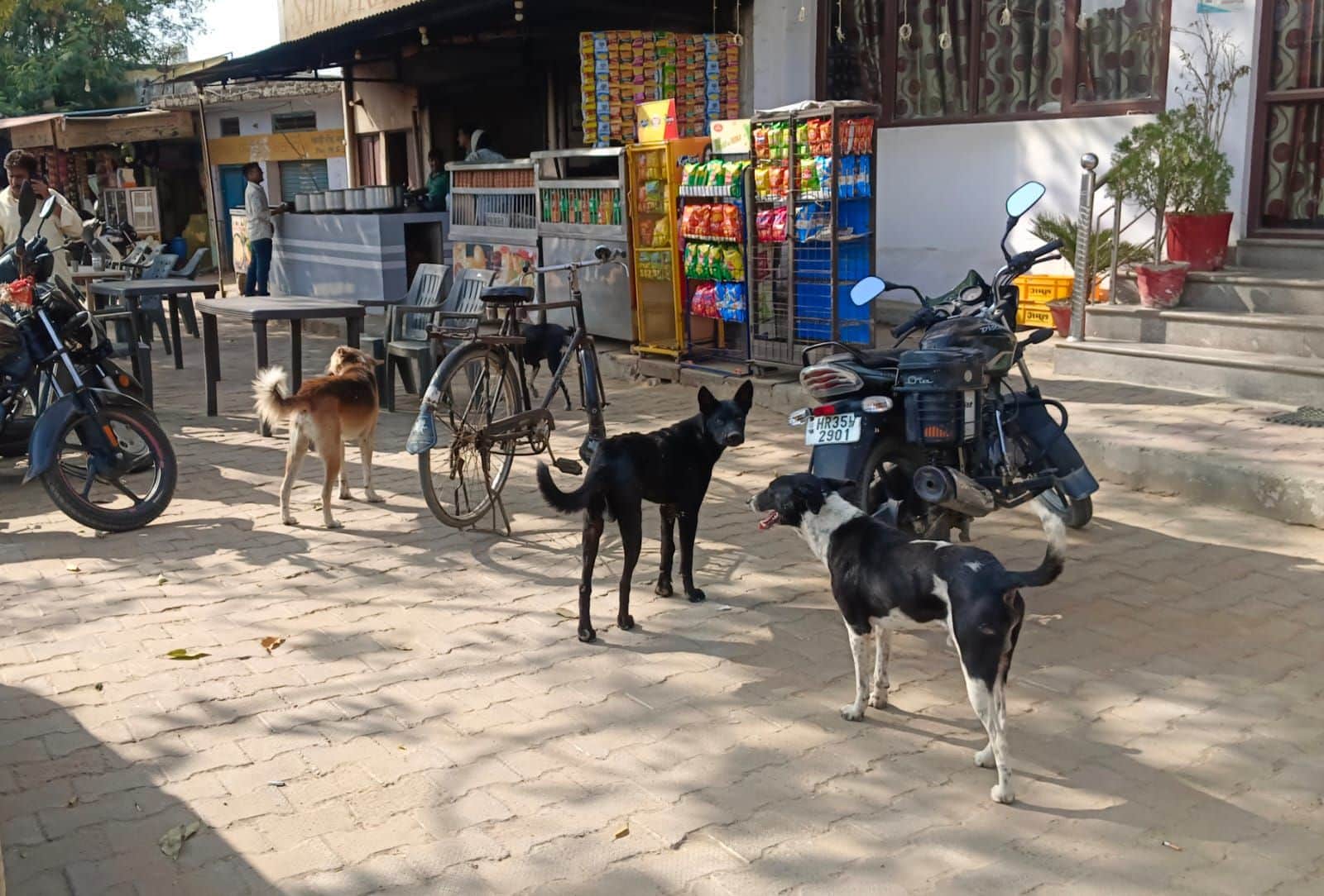 फोटो नंबर-10नारनौल के महिला कॉलेज में बैठा आवारा कुत्ता। संवाद