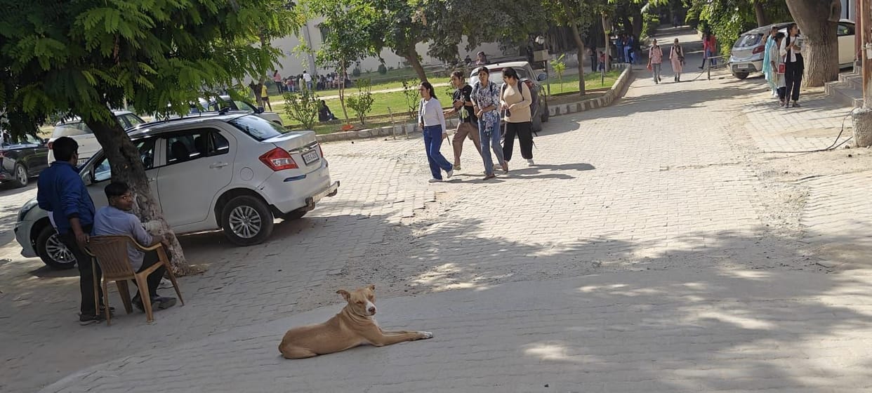 Neither the arrangement for catching dogs, nor the shelter home