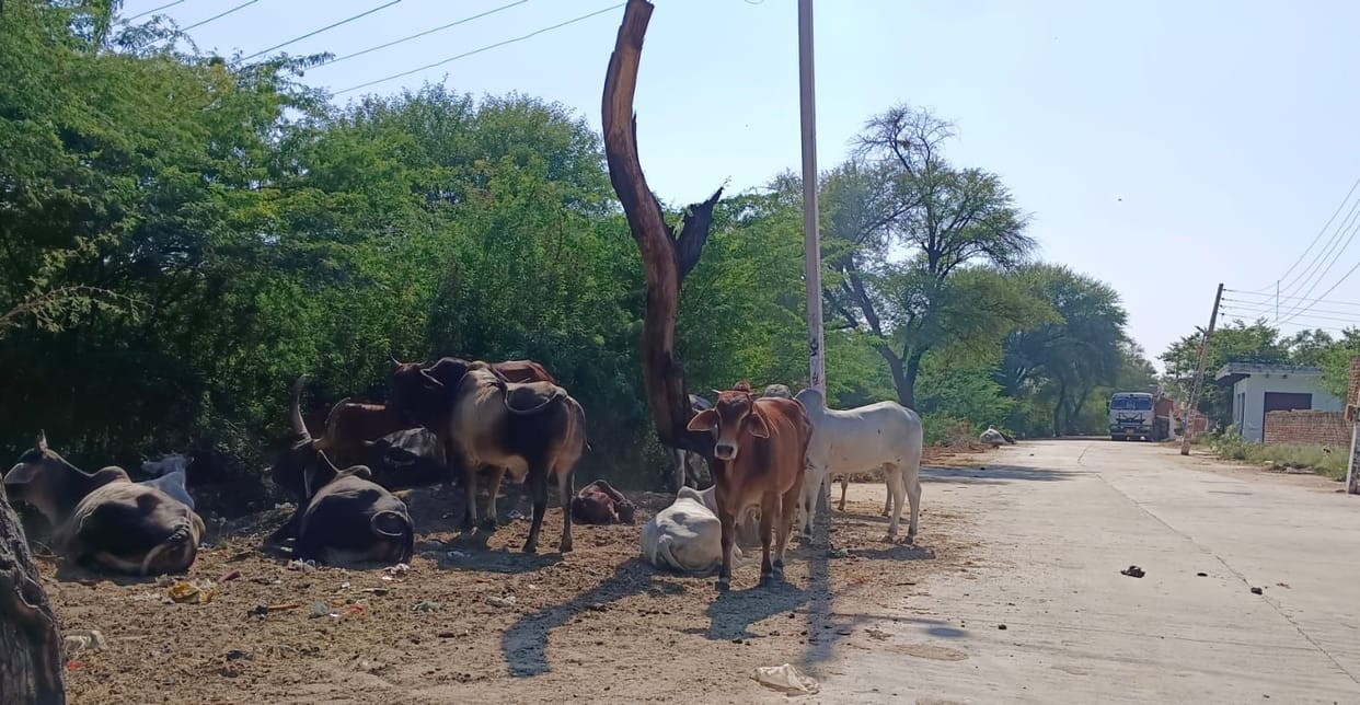 A pack of stray dogs attacks two-wheelers