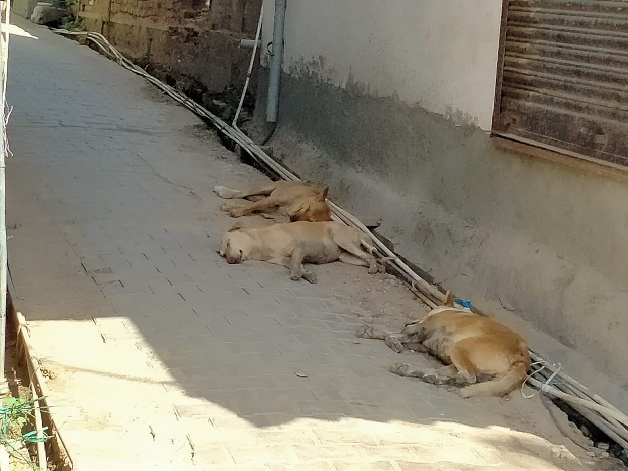 No drive has been launched to catch stray dogs yet.