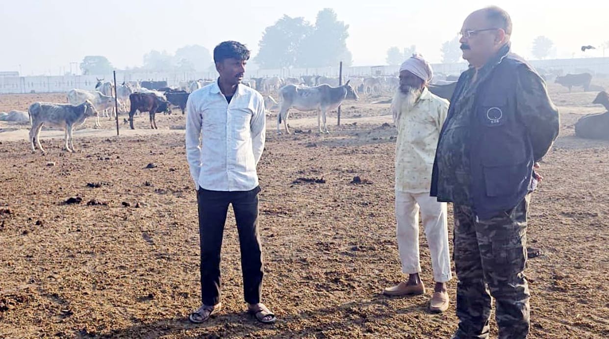 Leopard again reached near Maholiya deserted cowshed