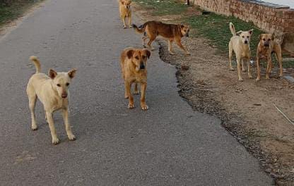 Worried all the time...that dogs might bite, two hundred and fifty people became victims in six months