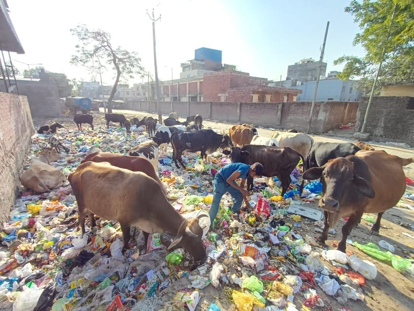 The Municipal Council will build a cowshed near Sarsehdi village to provide shelter to the destitute cattle.