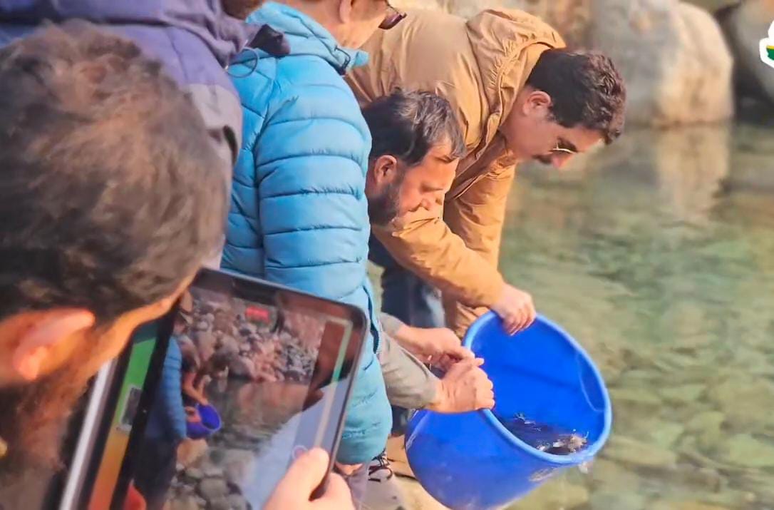 Srinagar, Brown Trout Fingerlings, Sukhnag River