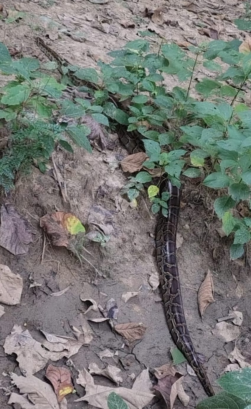 A rare 15-foot-long snake was found.