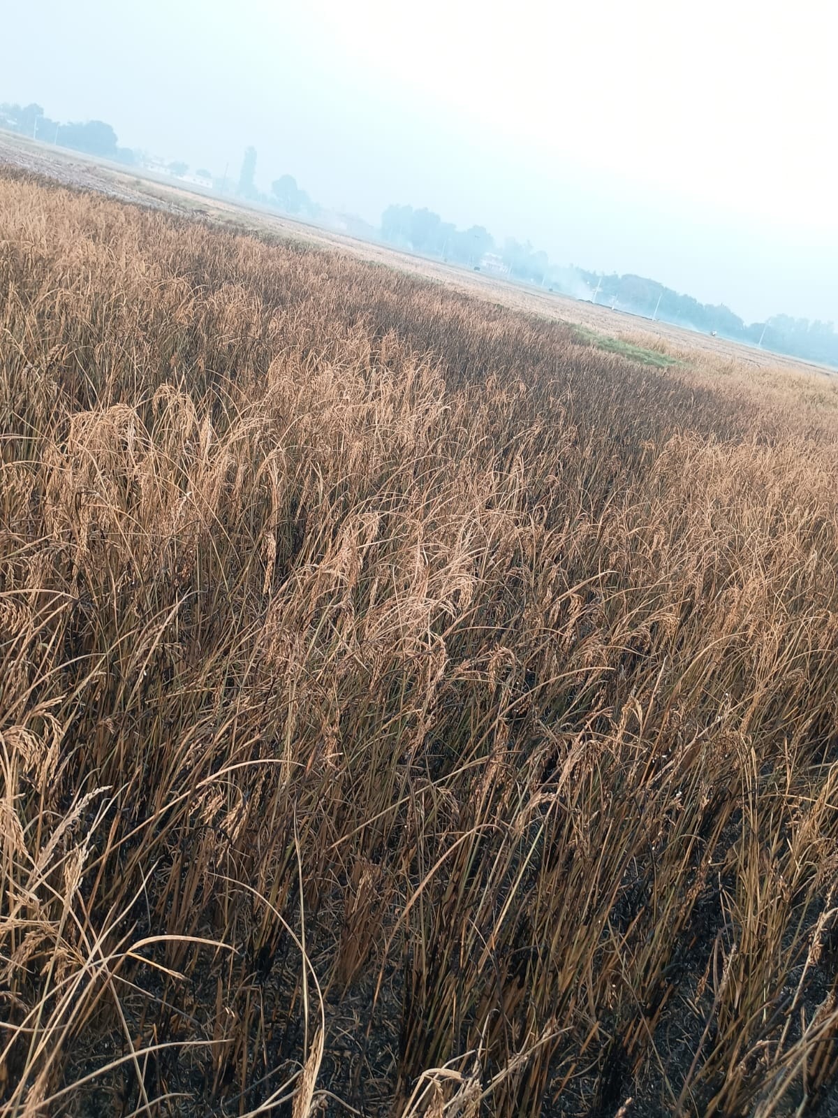 Despite the ban, stubble burning continues, making breathing difficult.