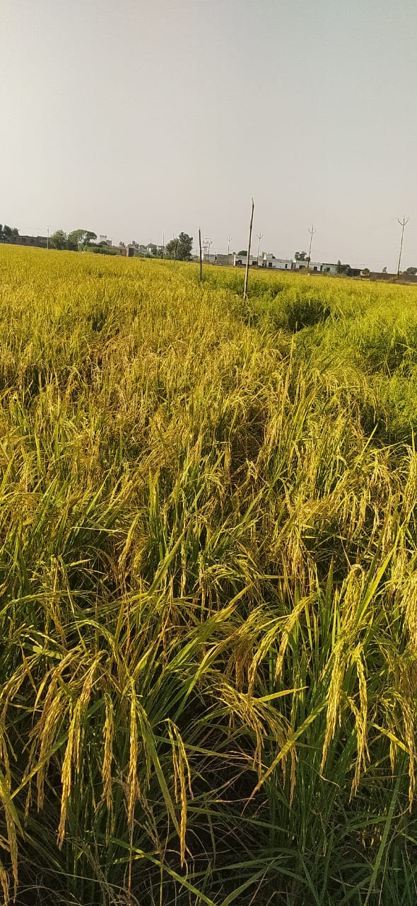arnia news, agriculture news