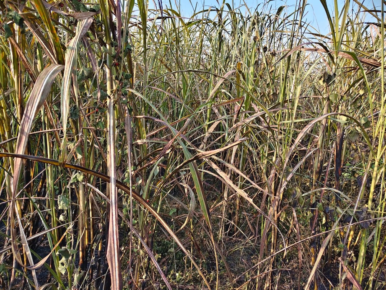 22 bighas of crops belonging to five farmers were burnt in stubble fire.
