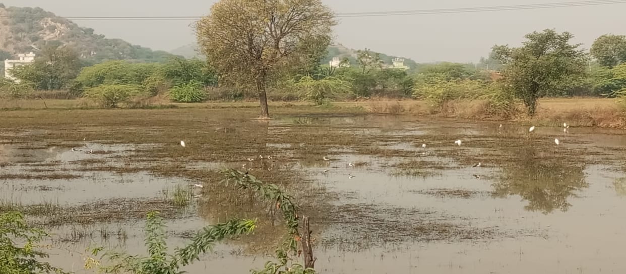 Rainwater still standing in the fields in Dhani Kirarod