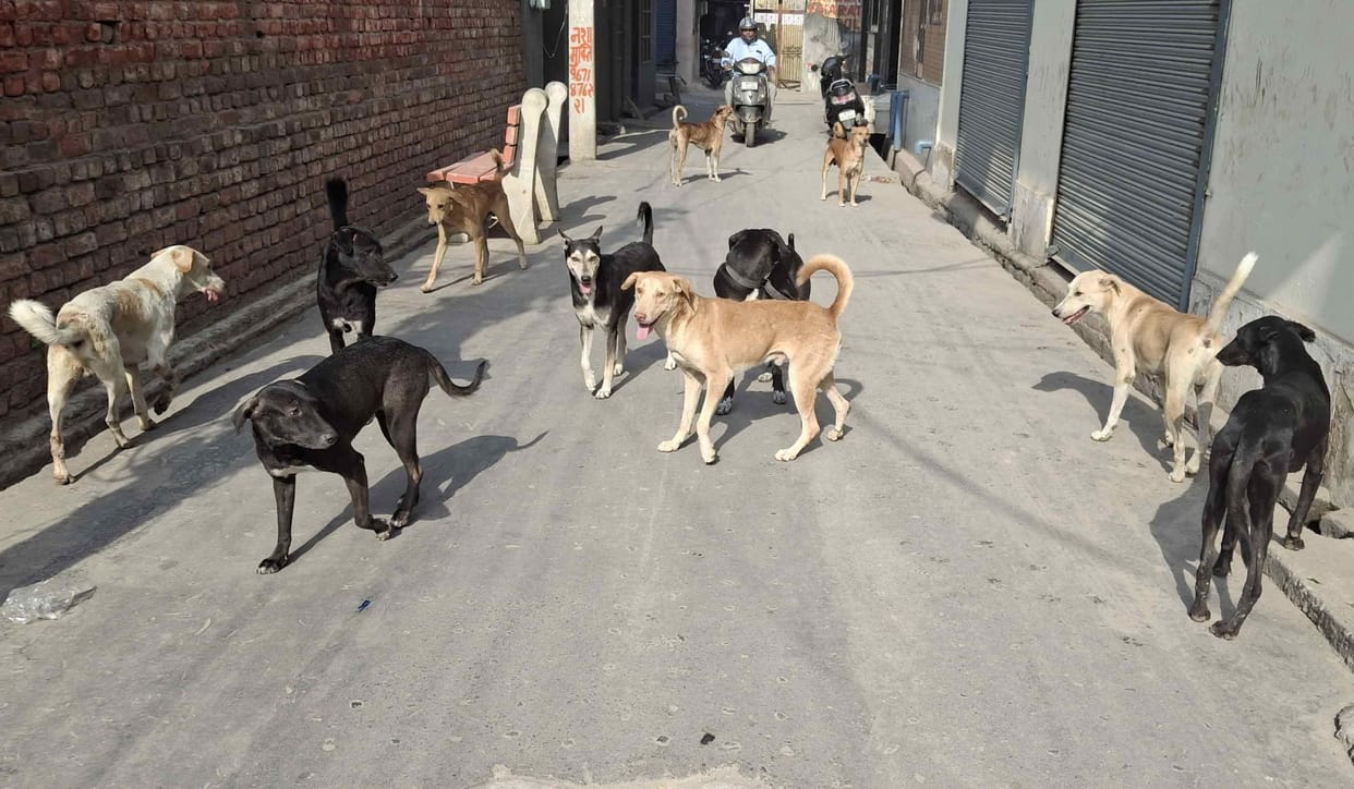 An atmosphere of fear... 42,500 dogs bit in five years
