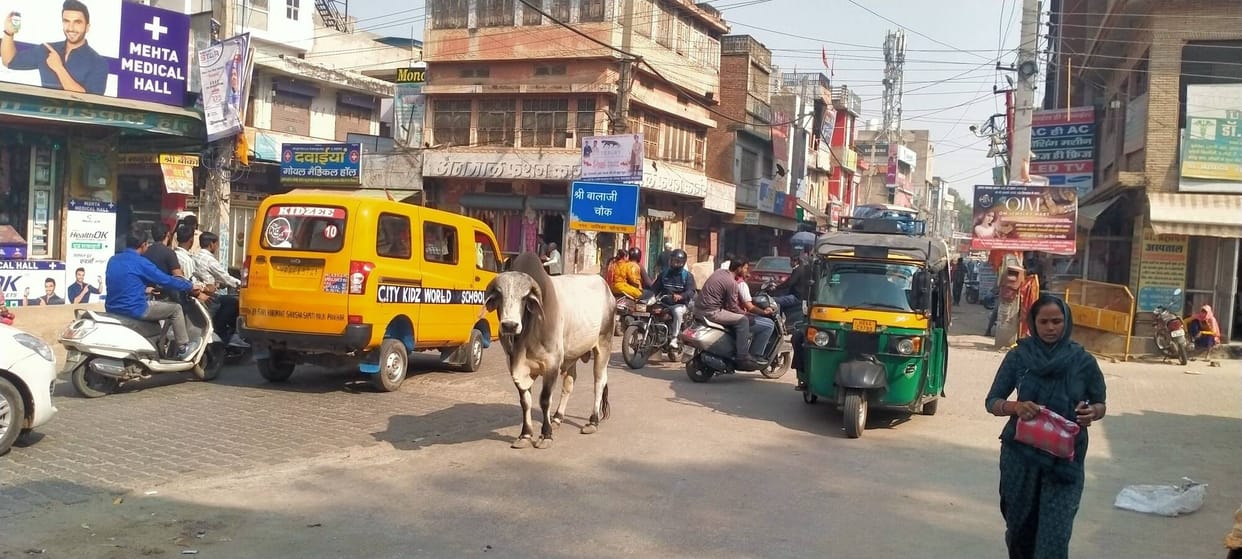 Proposal to make the city cattle-free for the second time in six months without expanding the facilities in cow shelters