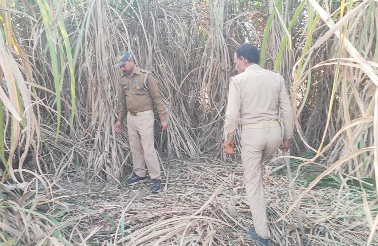 Tiger kills bull in Maheshpur, farmers panicked