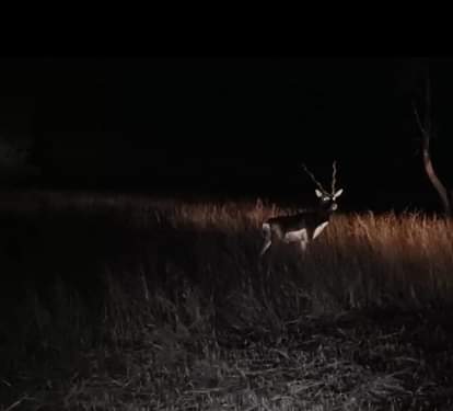 Damoh News: 53 blackbucks released in Nauradehi range of Rani Durgavati Tiger Reserve