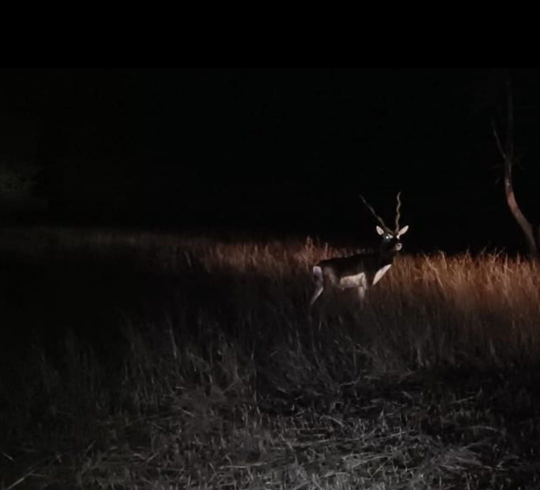 Damoh News: 53 blackbucks released in Nauradehi range of Rani Durgavati Tiger Reserve