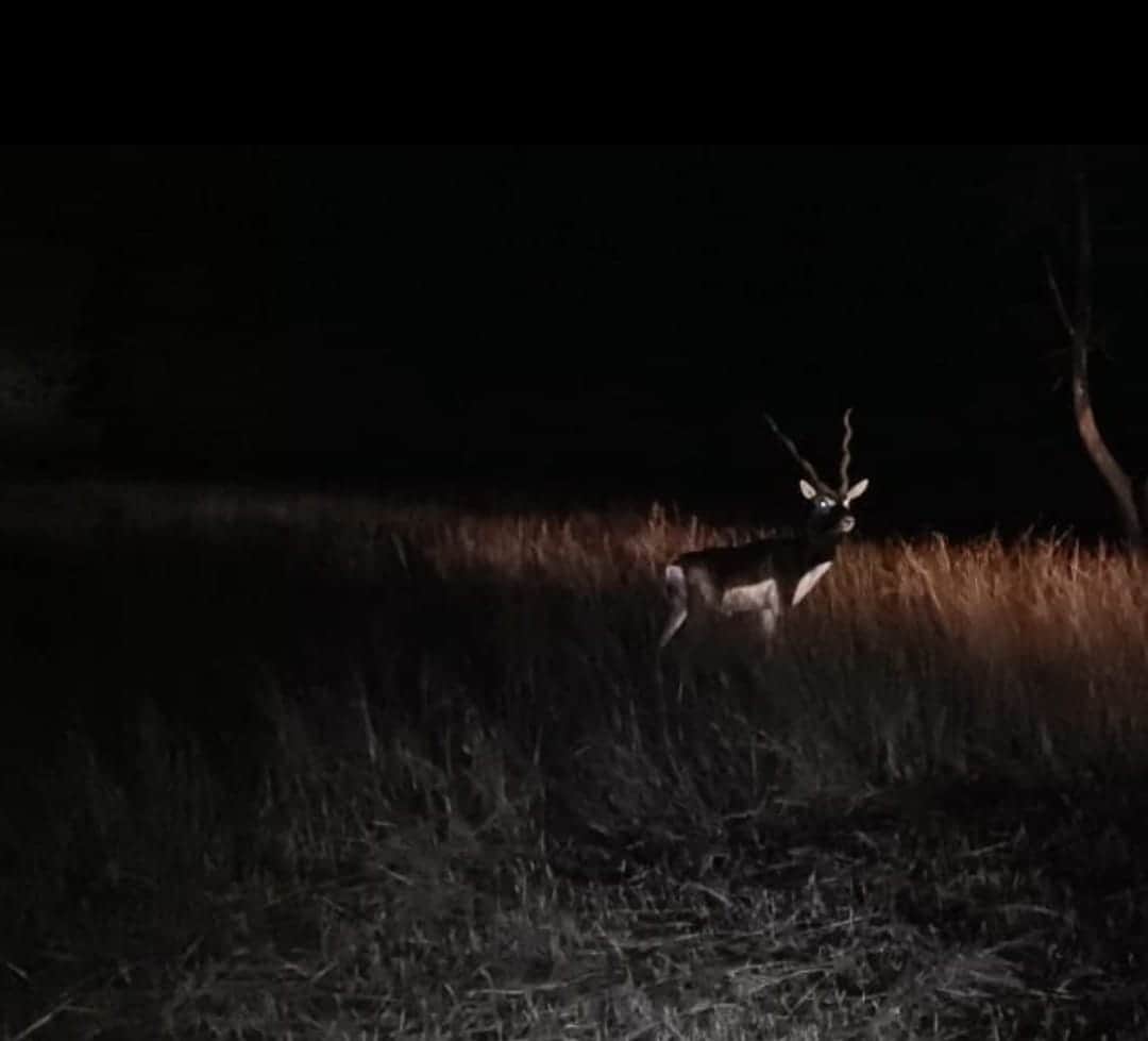 जंगल में घूमते काले हिरण।