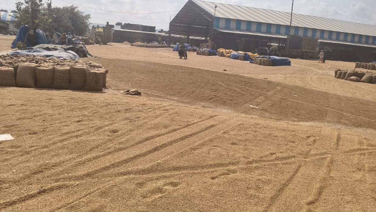 Fields are empty, yet paddy is still arriving in grain markets
