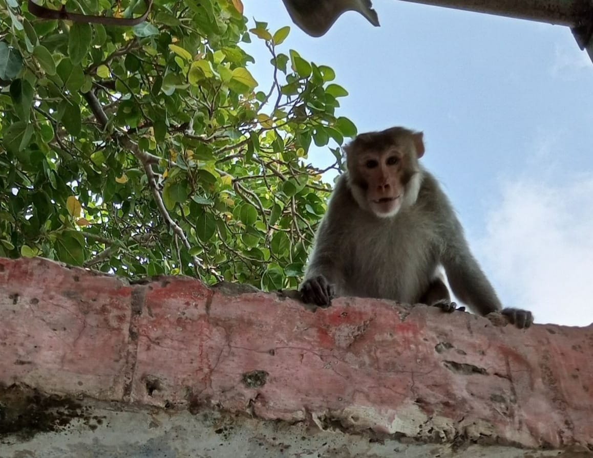Monkeys terrorize Dharuhera, creating panic among women and children