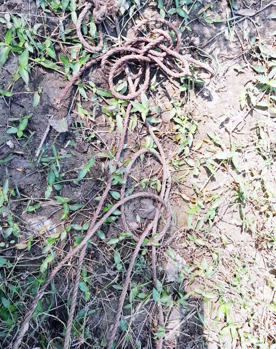 Head and remains of a bovine animal found in a dry canal near Tulapur