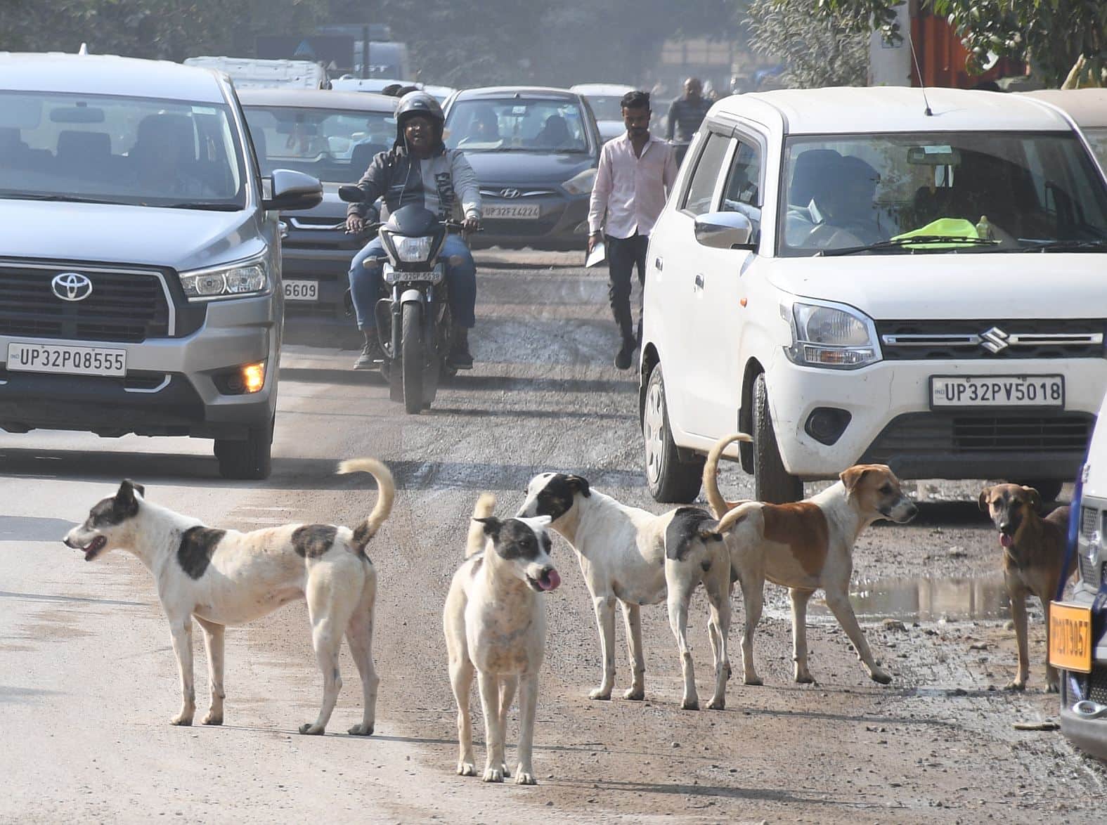 घूमते आवारा कुत्ते।