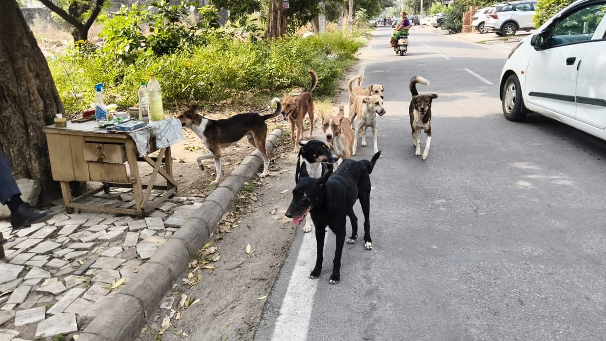 Fear of stray dogs has made city dwellers avoid morning and evening walks