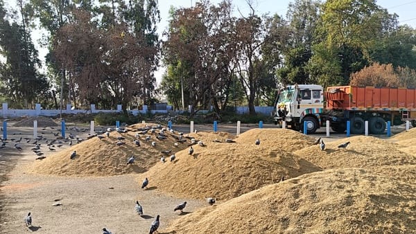 Record arrival of millet in the district's markets