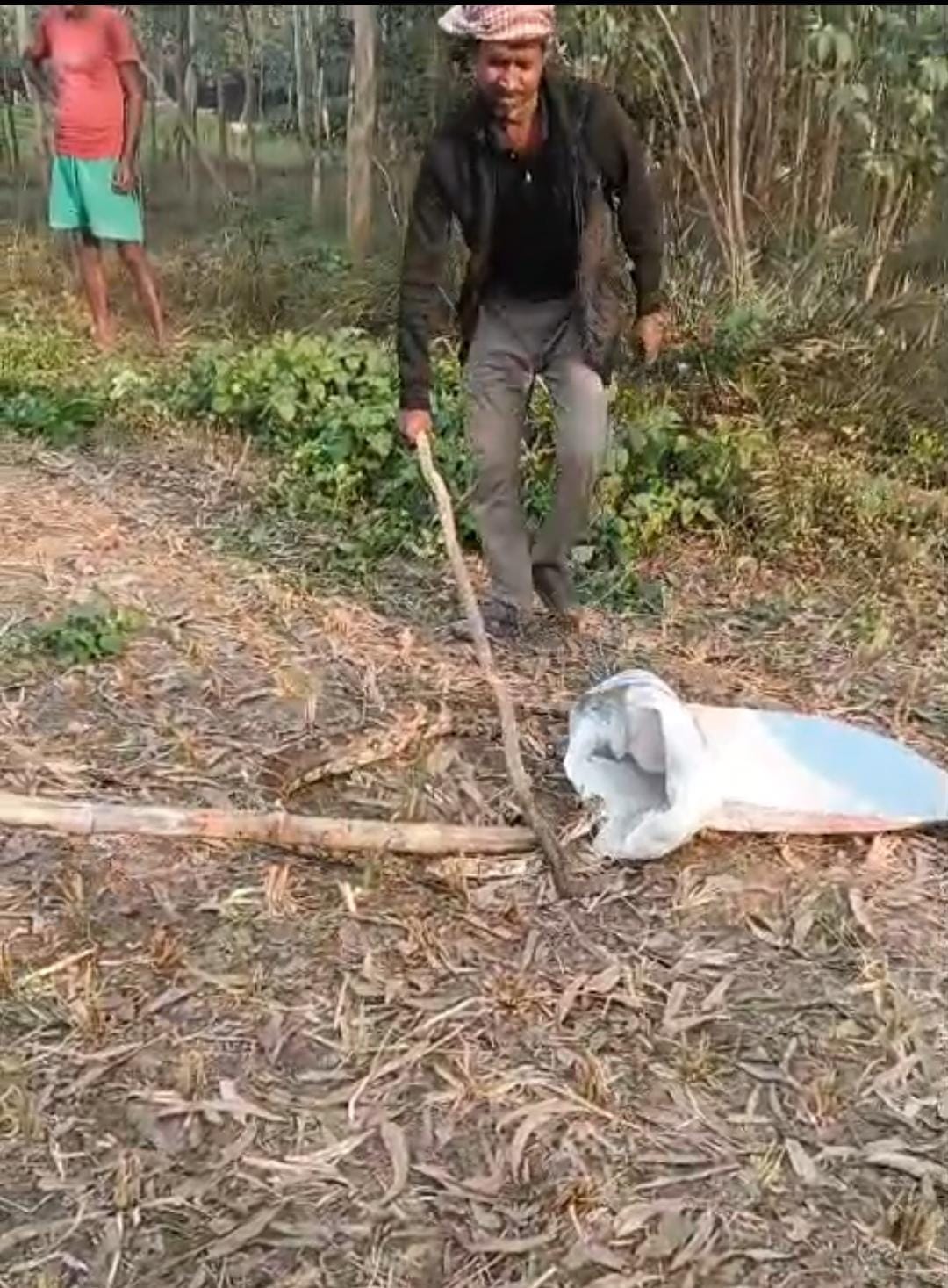 Python found in the game, caught and released in the forest